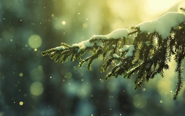 HD winter nature desktop wallpaper showing a snow-covered pine branch with soft sunlight and bokeh in the background.