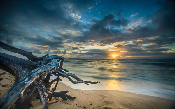 5K Ultra HD PC desktop wallpaper background: gnarled driftwood with weathered bark on a sandy beach at sunset, ocean horizon and vivid sky reflecting on the sea.