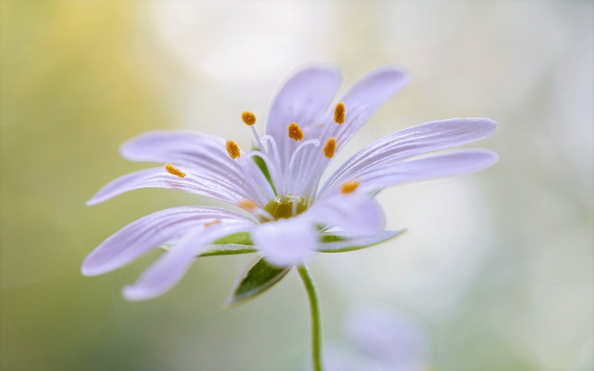 Delicate White Flower