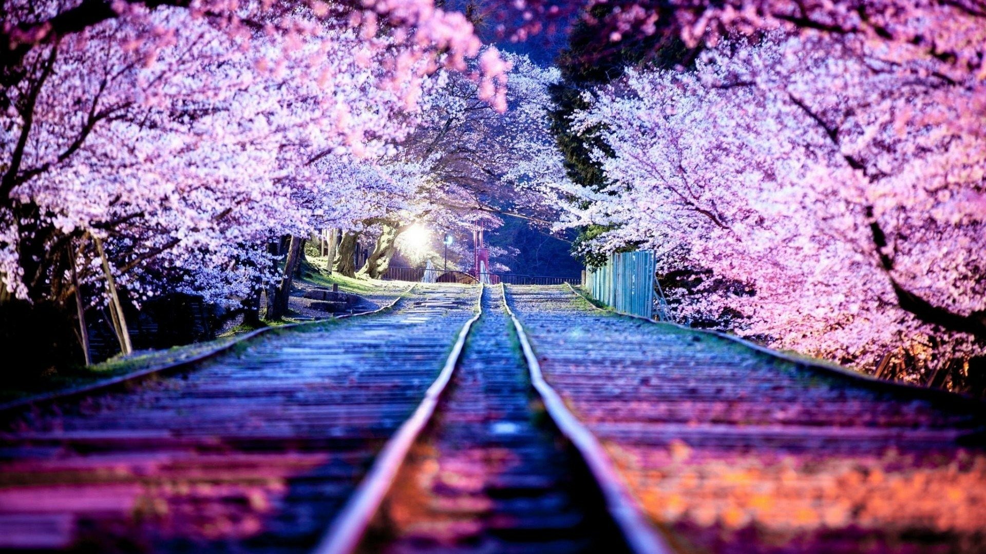 Download Night Cherry Blossom Nature Blossom HD Wallpaper