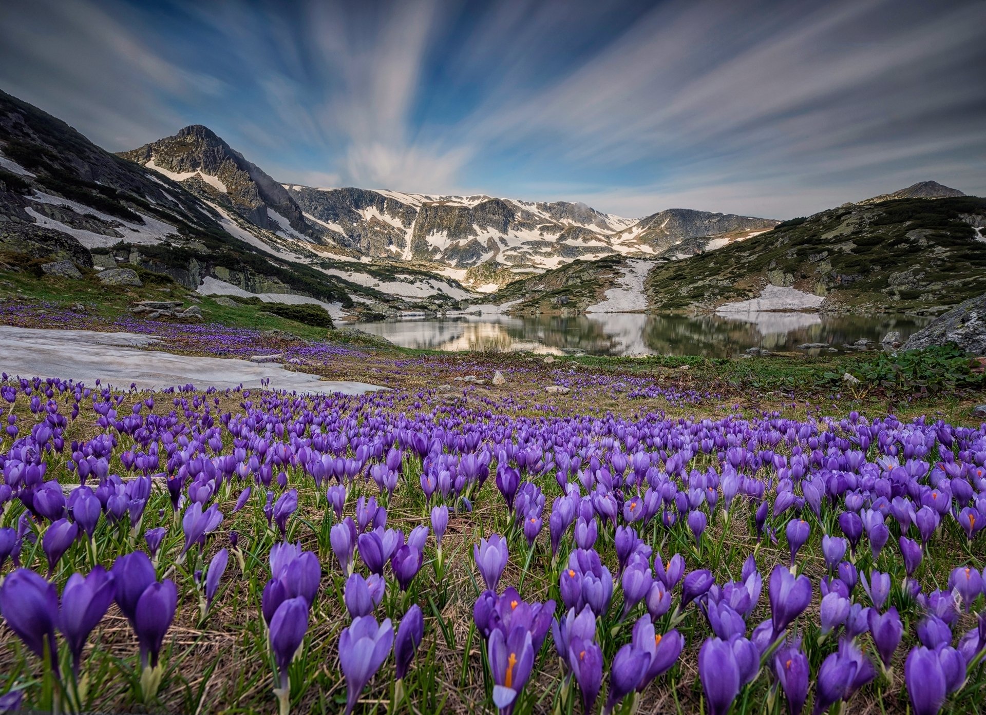 HD PC desktop wallpaper: a purple crocus carpet in the foreground with an alpine lake reflecting rugged mountains under a streaked sky, a vivid nature scene.