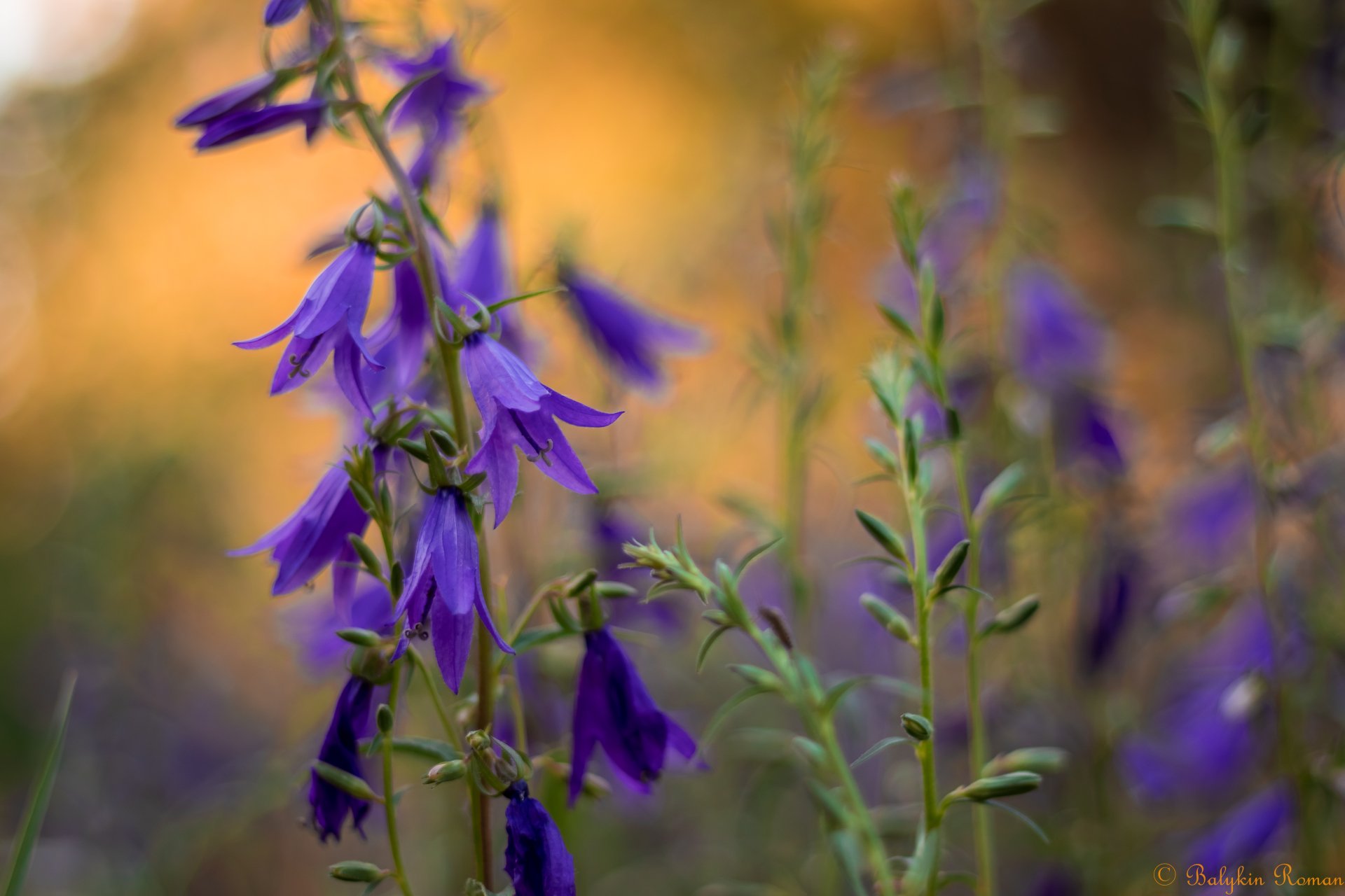 Download Purple Flower Nature Flower 4k Ultra HD Wallpaper by Vergilius