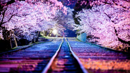 Night scene of railroad tracks lined with vibrant cherry blossoms in full bloom, captured in HD quality for a stunning desktop wallpaper showcasing nature’s beauty.
