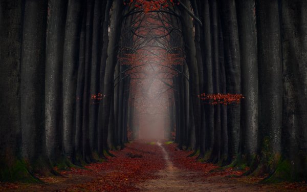 Man Made Path Fall Leaf Tree-Lined Dark Forest HD Wallpaper | Background Image