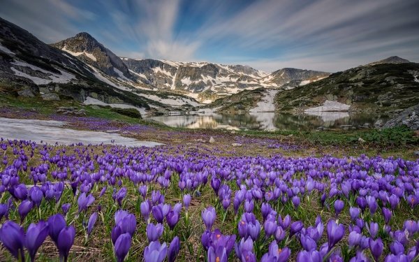 Earth Crocus Flowers Nature Flower Purple Flower Lake Mountain HD Wallpaper | Background Image