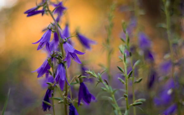 purple flower nature flower HD Desktop Wallpaper | Background Image