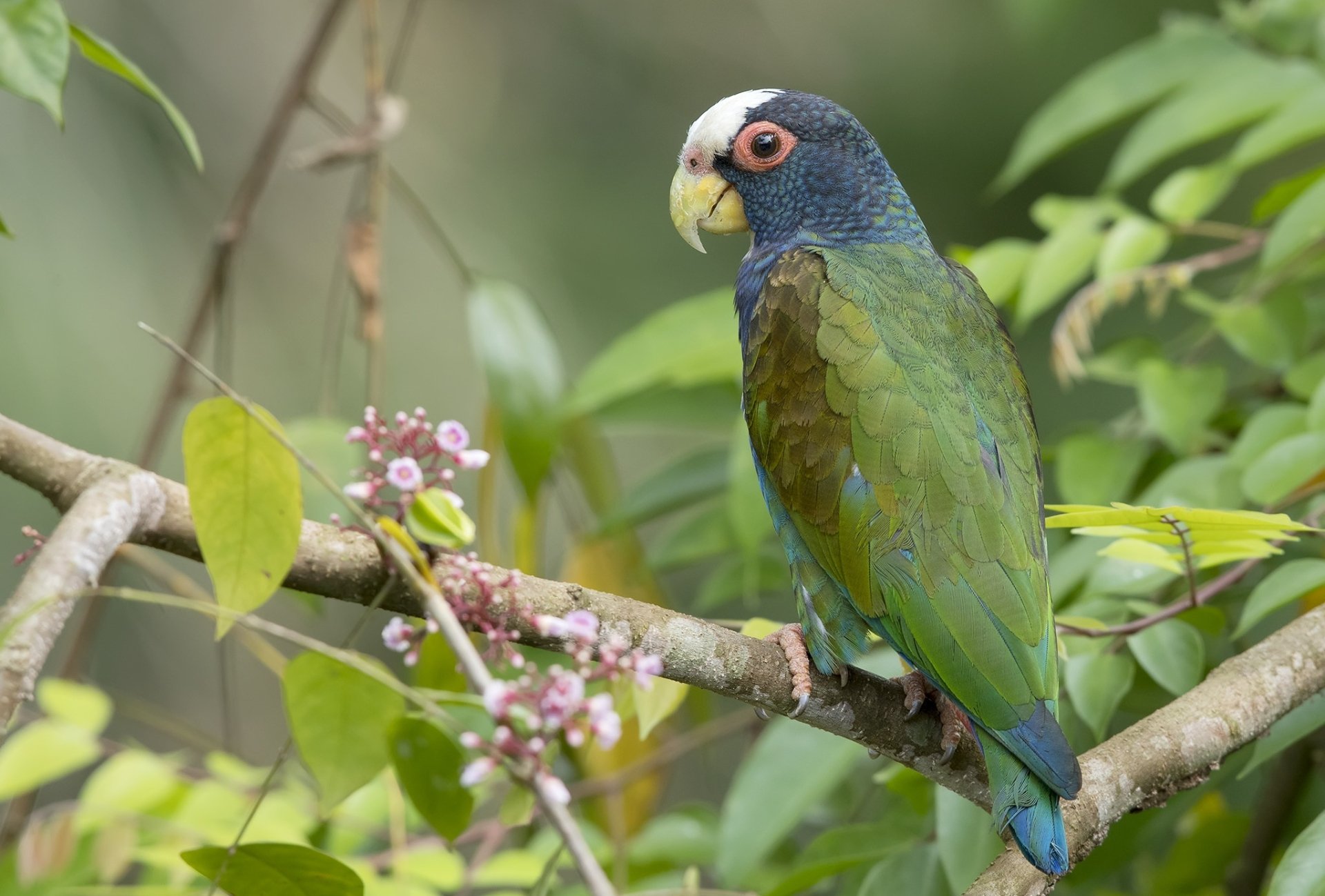 A white-crowned parrot perched on a tree branch surrounded by green leaves, captured in HD for a vibrant PC desktop wallpaper featuring this colorful bird.