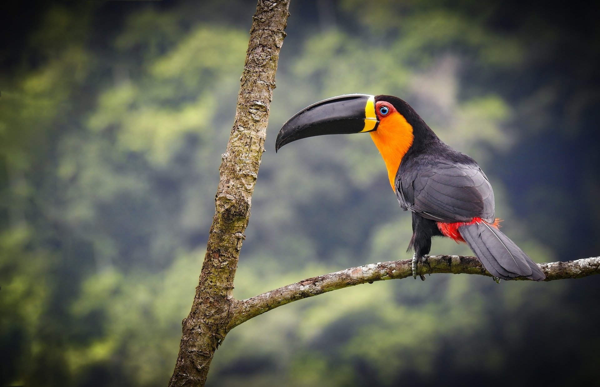 HD desktop wallpaper of a toucan with a colorful beak perched on a branch, captured with a sharp focus and blurred natural background showcasing depth of field.