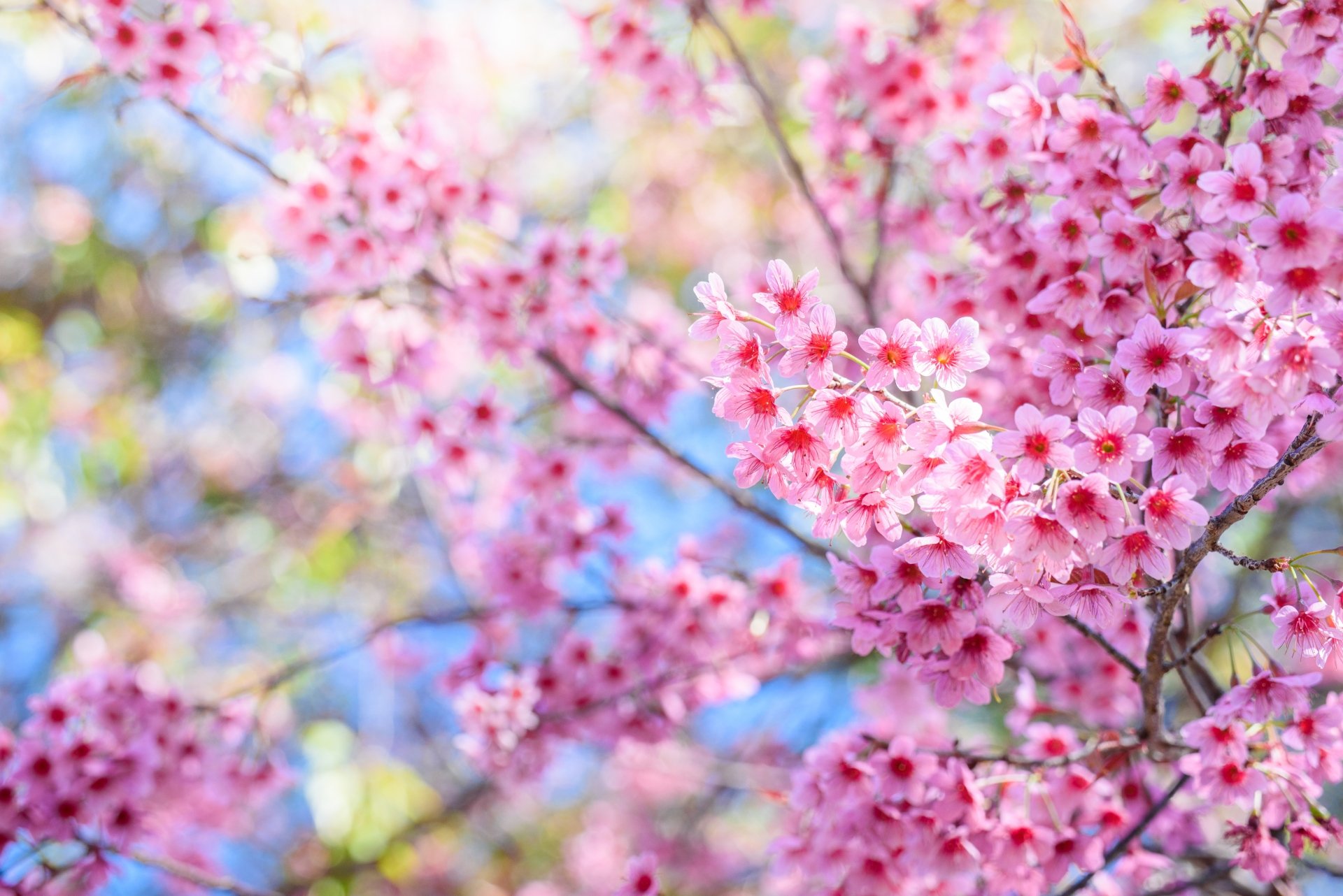 Download Spring Pink Flower Flower Nature Blossom 4k Ultra Hd Wallpaper