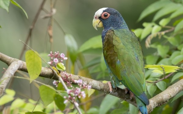 Animal Parrot Birds Parrots White-Crowned Parrot Bird HD Wallpaper | Background Image