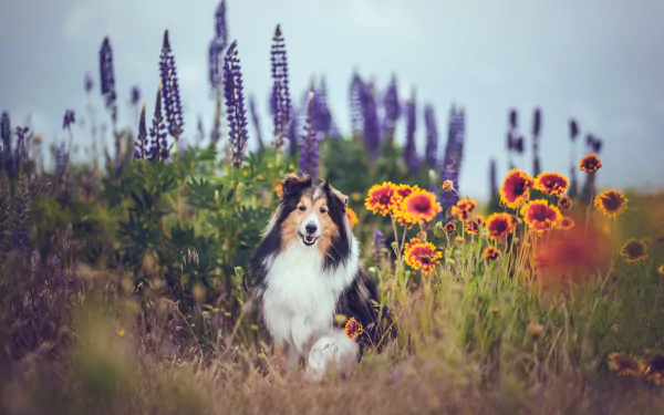 A Shetland Sheepdog sits among vibrant summer flowers in a colorful field, captured in an HD PC desktop wallpaper background.