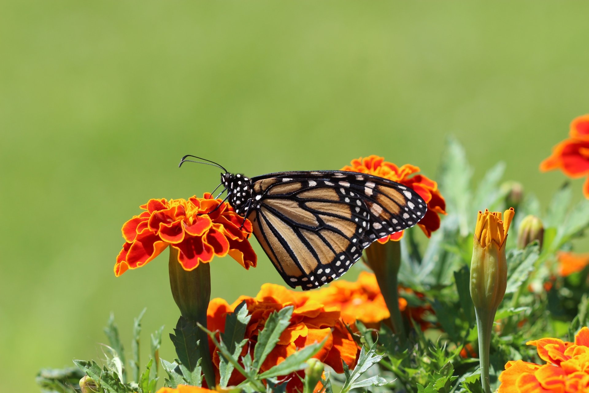 Macro close-up of a monarch butterfly perched on bright orange marigold blooms — vivid 5K Ultra HD PC desktop wallpaper background of insect and flower.