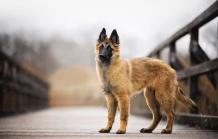 HD desktop wallpaper featuring a Belgian Shepherd puppy standing on a bridge with a blurred background, showcasing depth of field and the charm of a young dog.