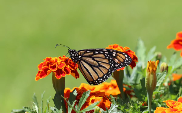 Macro close-up of a monarch butterfly perched on bright orange marigold blooms — vivid 5K Ultra HD PC desktop wallpaper background of insect and flower.