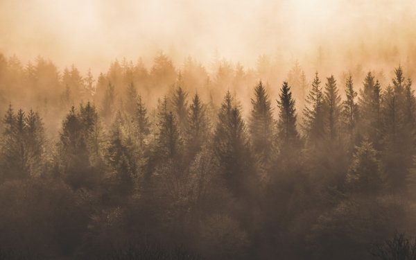 Earth Forest Tree Fog HD Wallpaper | Background Image