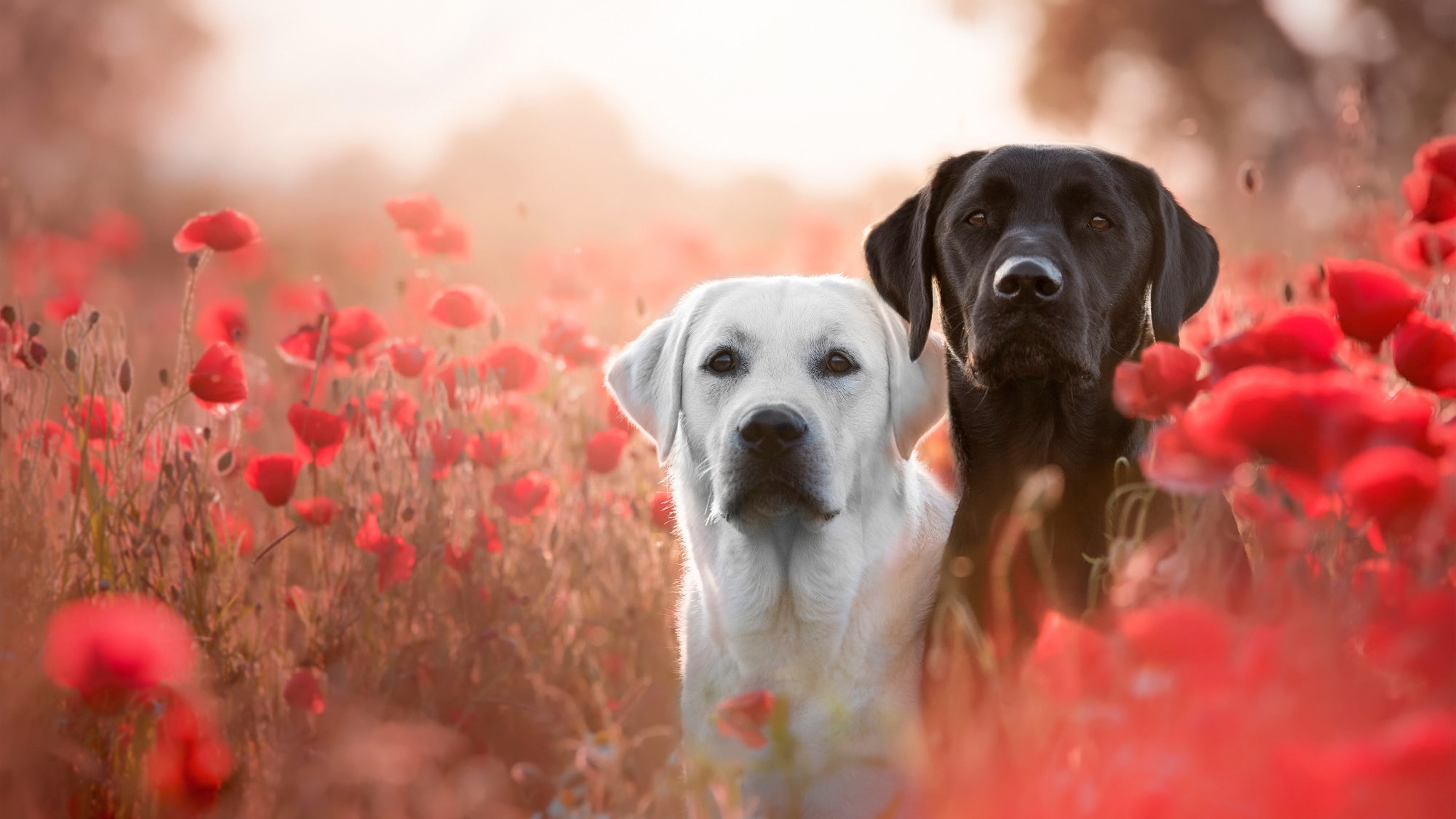 Animal Labrador HD Wallpaper | Background Image