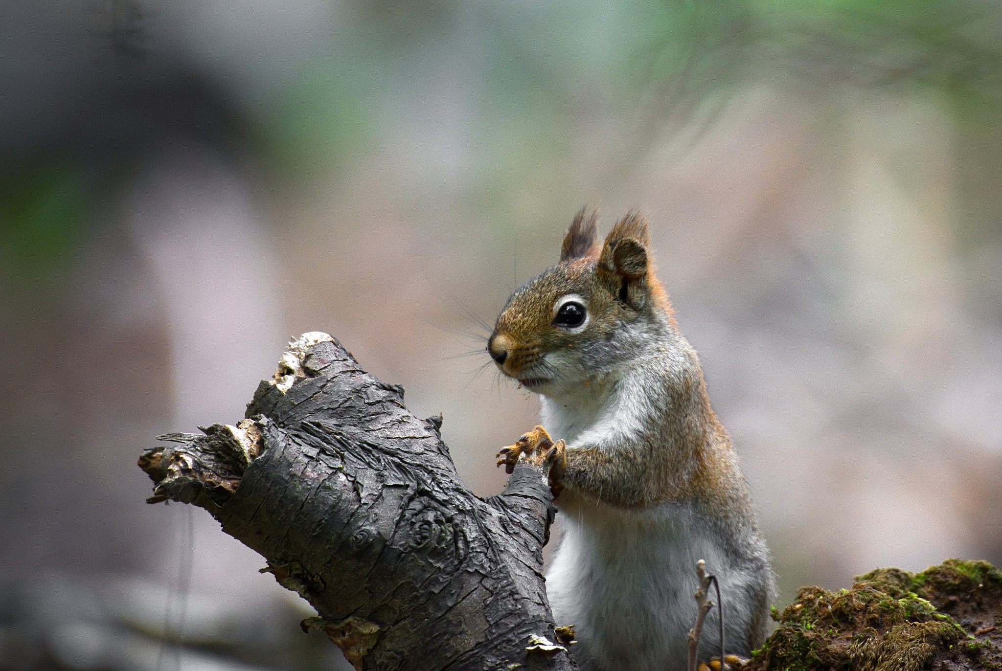 Download Rodent Animal Squirrel HD Wallpaper