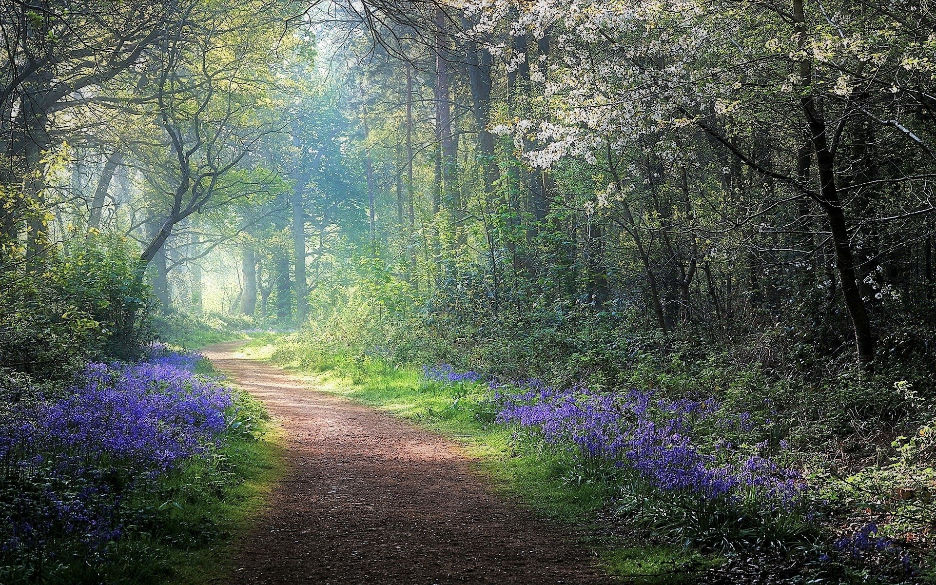 Path in Hazy Spring Forest
