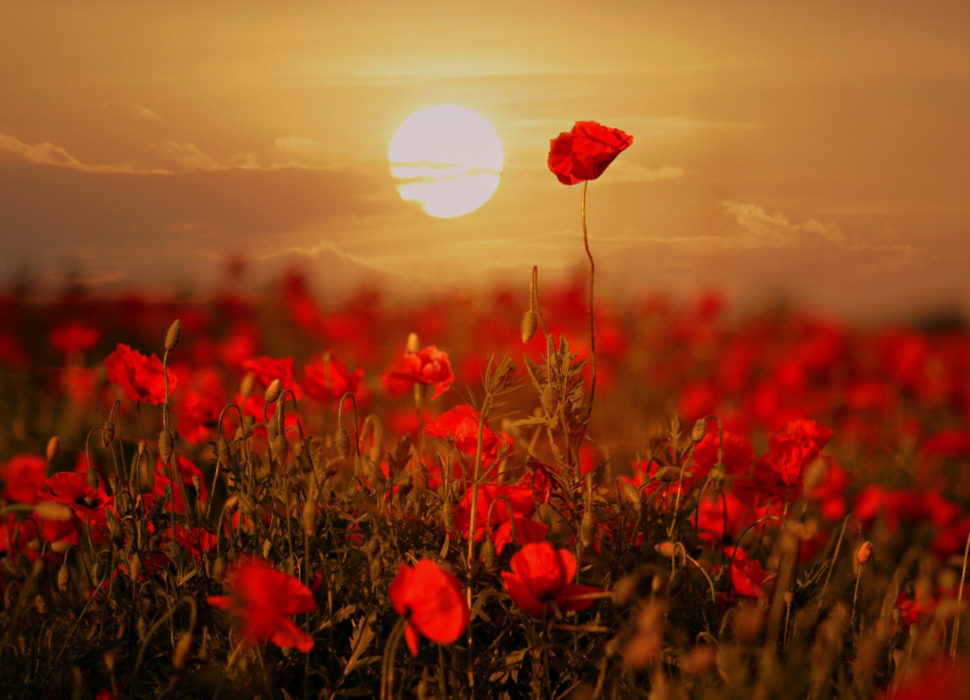 Download Sunrise Summer Red Flower Flower Nature Poppy HD Wallpaper