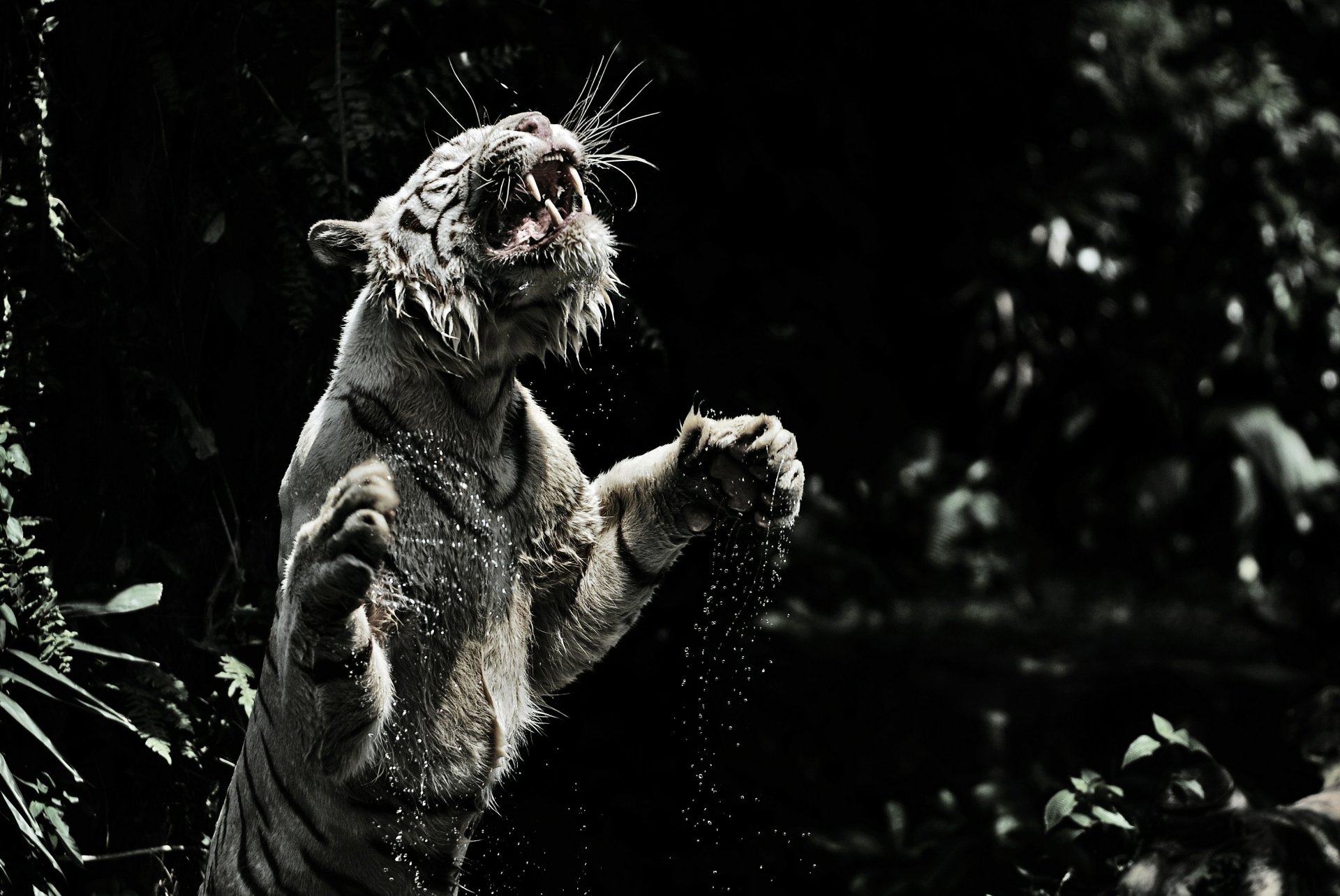 Download Animal White Tiger  4k Ultra HD Wallpaper