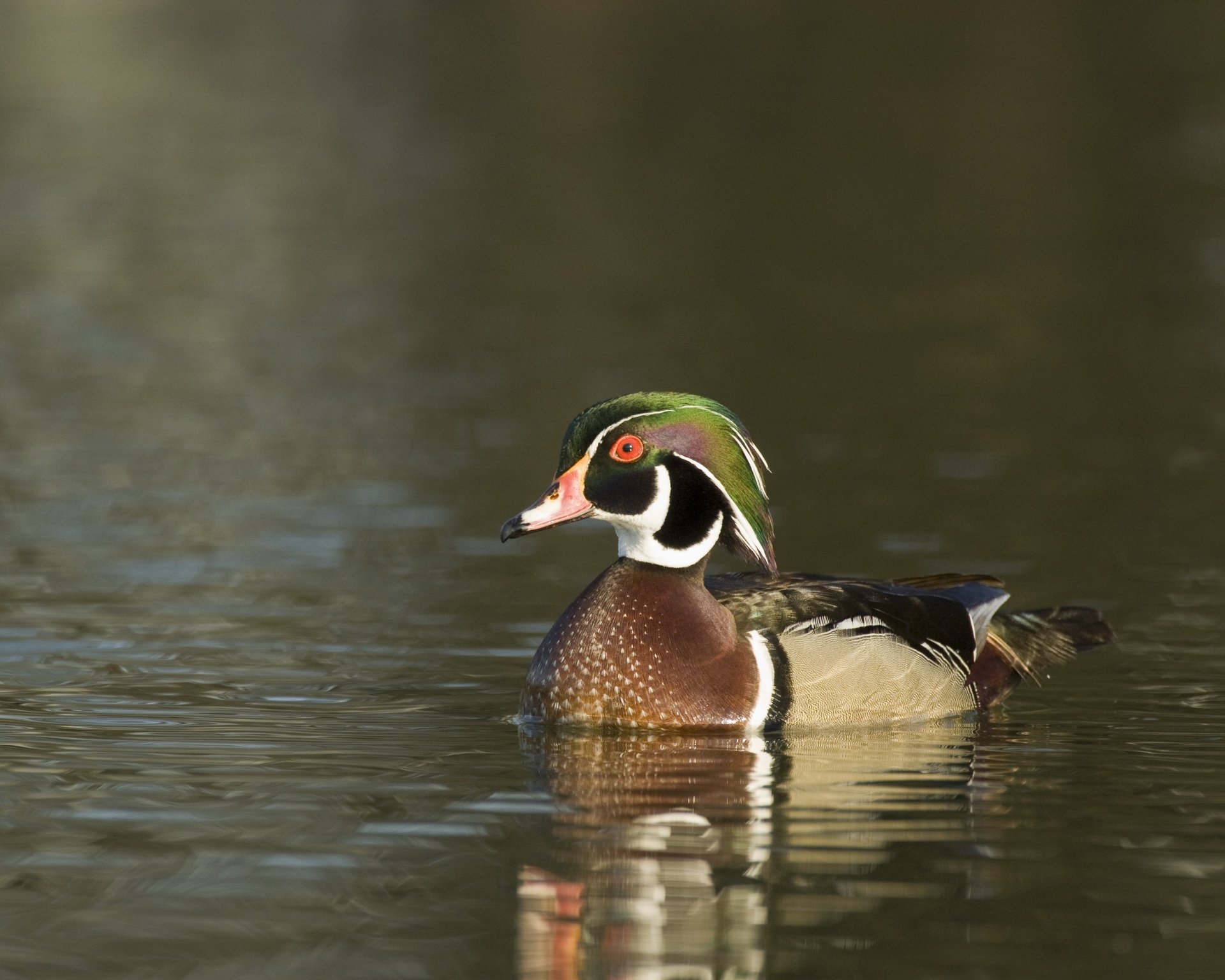 Wood duck animal gliding on calm water, vivid plumage and reflection — 2K Quad HD PC desktop wallpaper background.