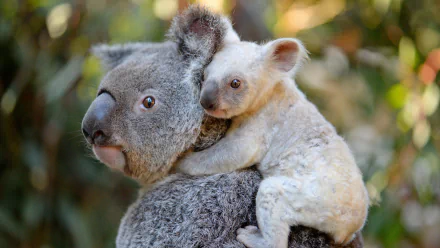 HD desktop wallpaper featuring a cute baby koala clinging to an adult koala against a softly blurred natural background.