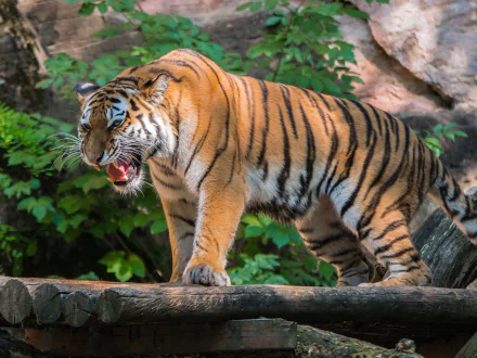  Sumatran Tiger by Heidelbergerin