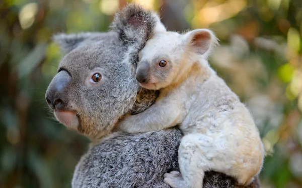 HD desktop wallpaper featuring a cute baby koala clinging to an adult koala against a softly blurred natural background.