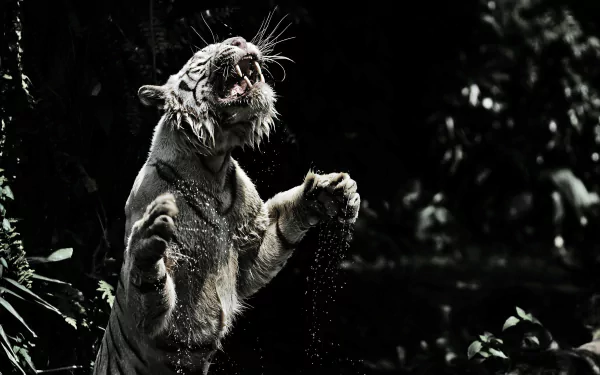 Animal white tiger HD Desktop Wallpaper | Background Image
