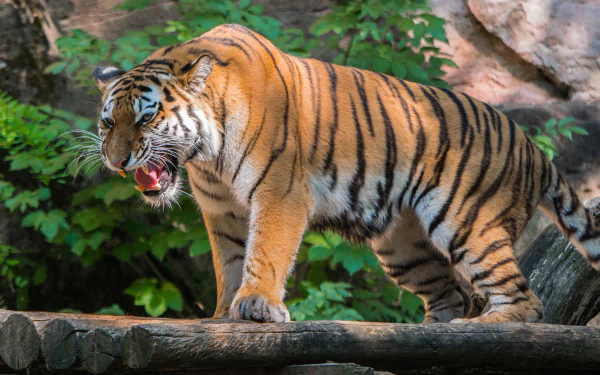  Sumatran Tiger by Heidelbergerin