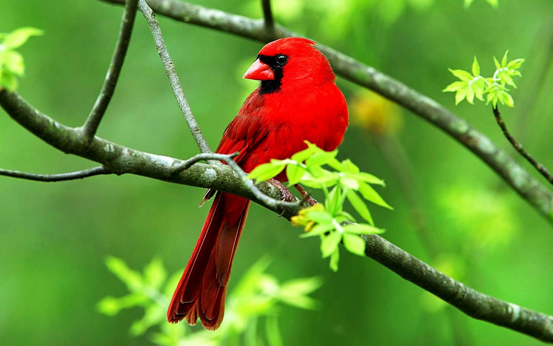 HD desktop wallpaper featuring a vibrant red cardinal bird perched on a leafy green branch, showcasing nature's vivid colors and detail.