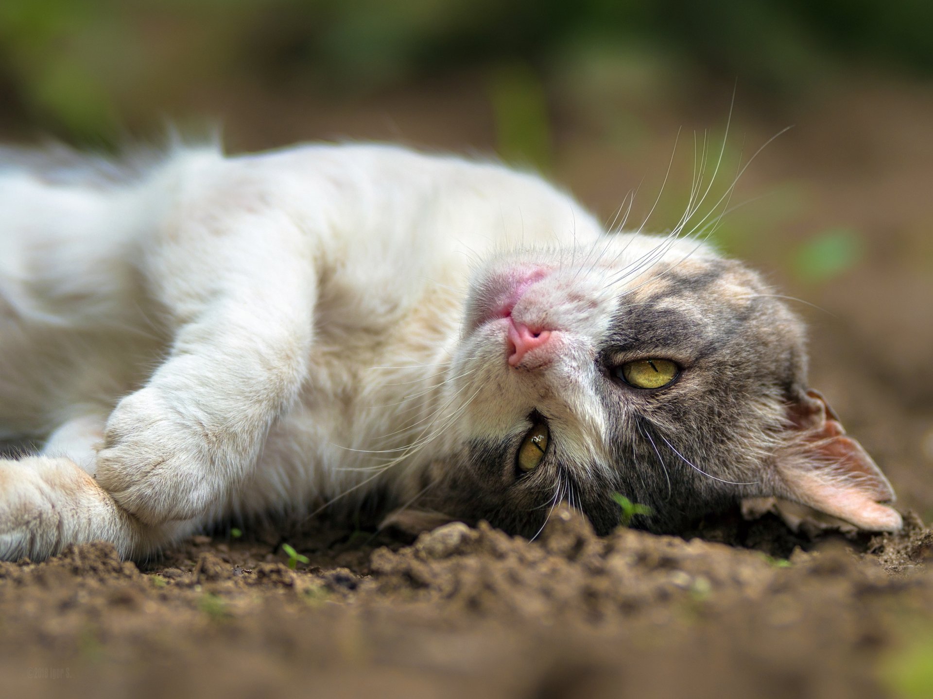 HD PC desktop wallpaper featuring a close-up of a cat lying on the ground, staring intently with striking yellow eyes, capturing a serene animal moment.
