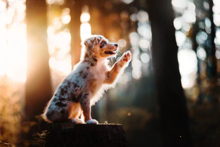 HD PC desktop wallpaper: depth-of-field photo of a puppy (baby dog) on a stump in a sunlit forest, paw raised, warm bokeh background, charming animal portrait.