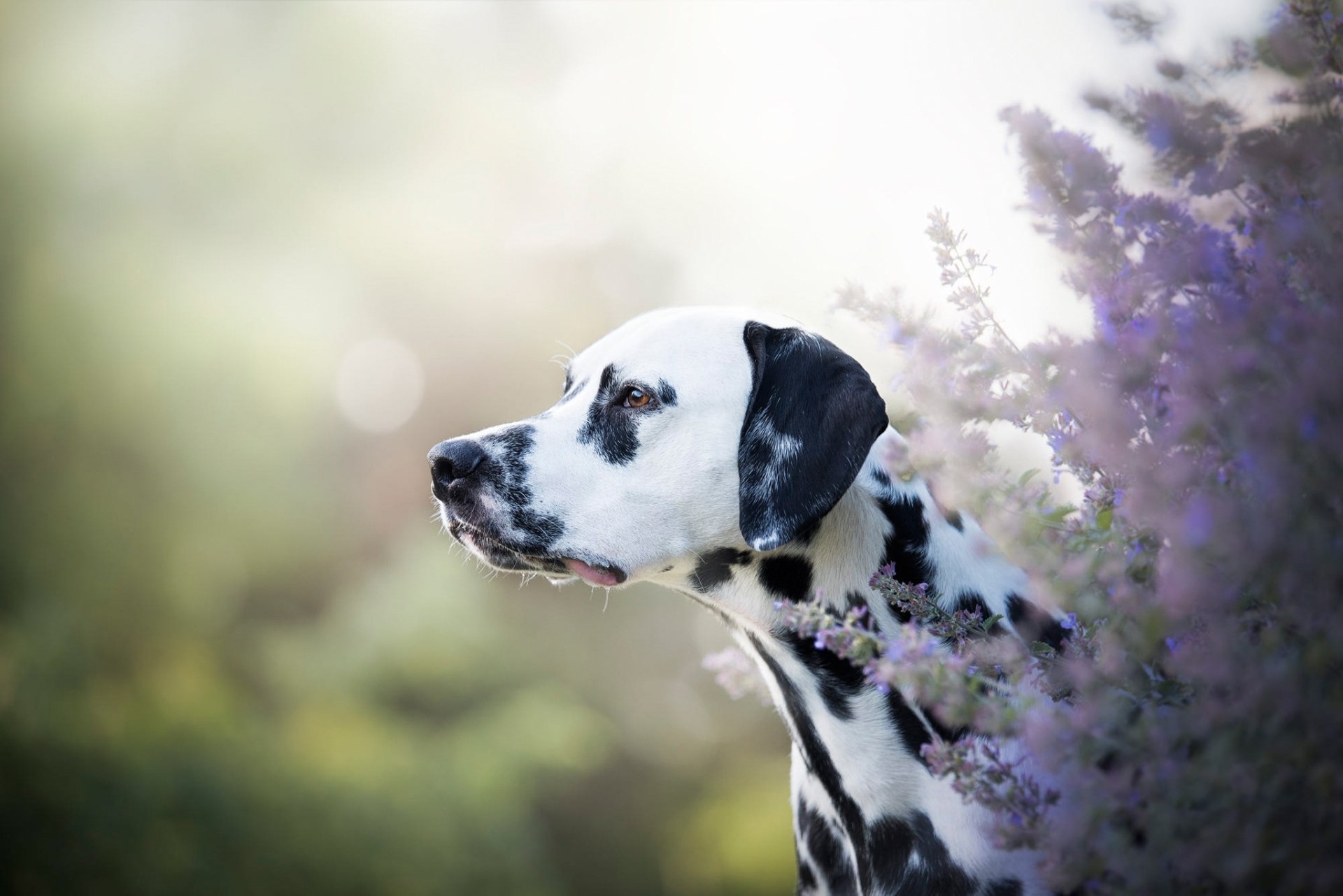 HD desktop wallpaper featuring a Dalmatian dog in sharp focus with a soft depth of field background and purple flowers enhancing the serene animal portrait.