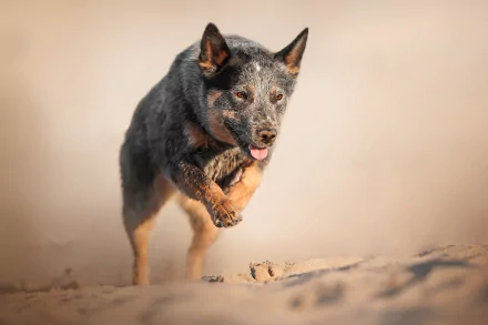 HD desktop wallpaper of an Australian Cattle Dog running energetically on sand, showcasing its alert expression and agile movement.