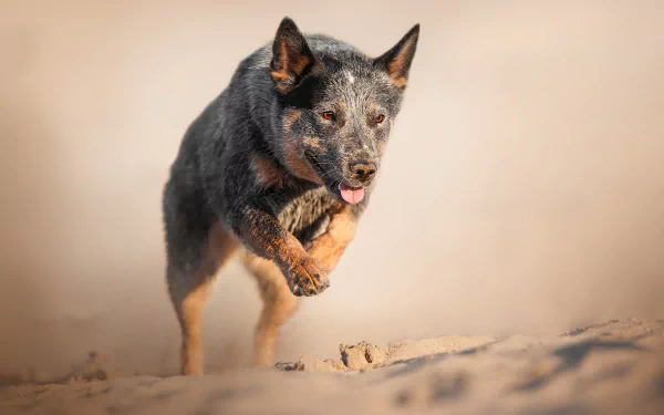 HD desktop wallpaper of an Australian Cattle Dog running energetically on sand, showcasing its alert expression and agile movement.