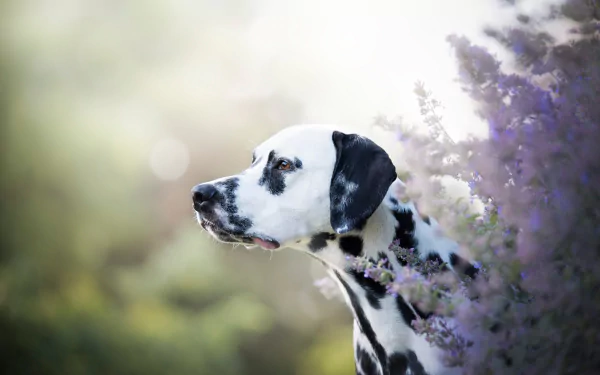 HD desktop wallpaper featuring a Dalmatian dog in sharp focus with a soft depth of field background and purple flowers enhancing the serene animal portrait.