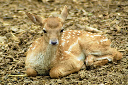 Fawn (baby doe) resting on leaf-strewn ground, soft brown coat with white spots — 2K Quad HD PC desktop wallpaper/background.