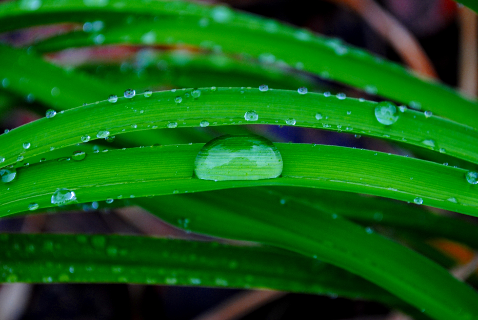 The plant wet. Wet Plants.