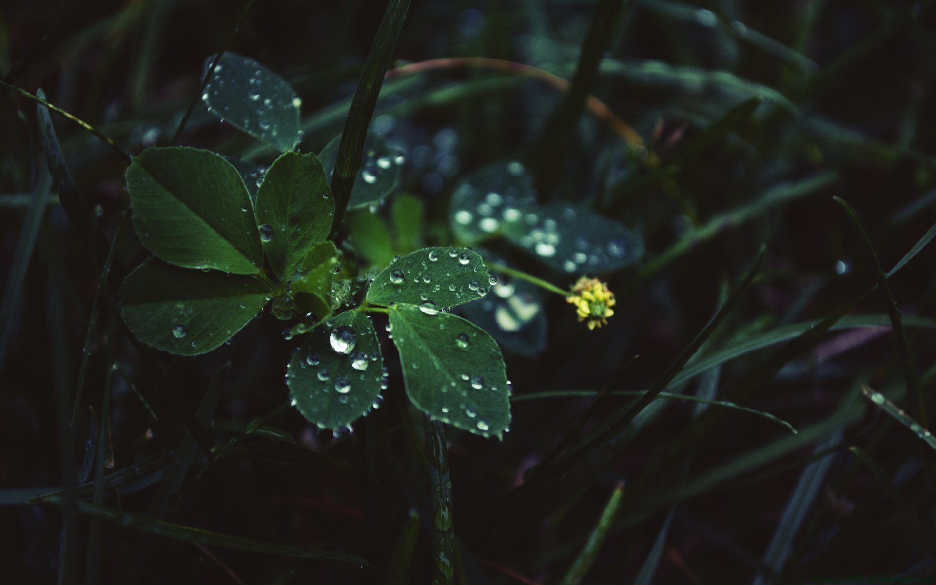 2K Quad HD desktop wallpaper: close-up of a small yellow flower and glossy green leaves speckled with raindrops against a dark natural background.