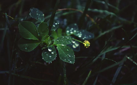 2K Quad HD desktop wallpaper: close-up of a small yellow flower and glossy green leaves speckled with raindrops against a dark natural background.