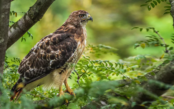  Red-Tailed Hawk in Tree