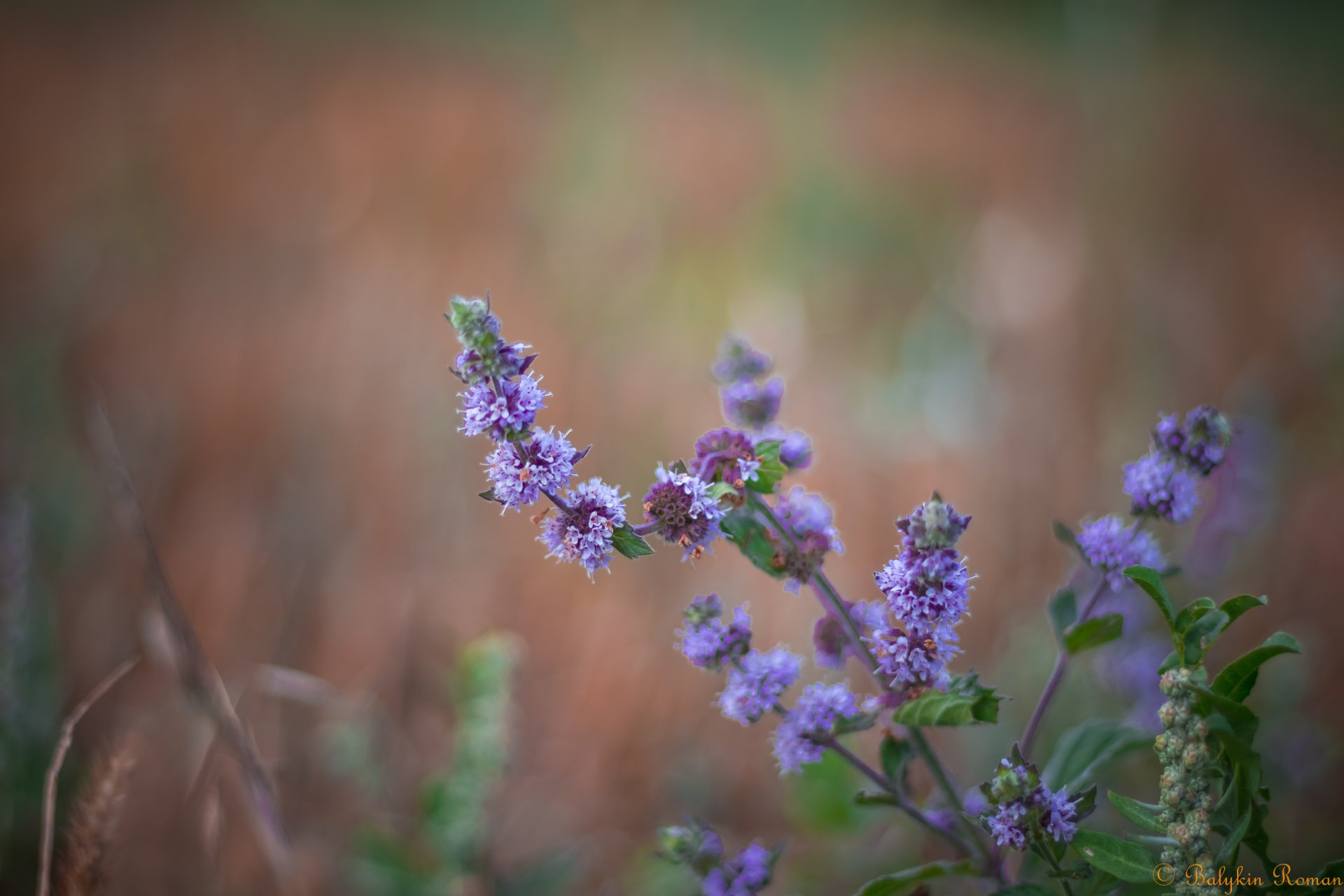 Close-up of a delicate purple flowering plant in a natural setting, captured in 4K Ultra HD quality for a vibrant PC desktop wallpaper background.
