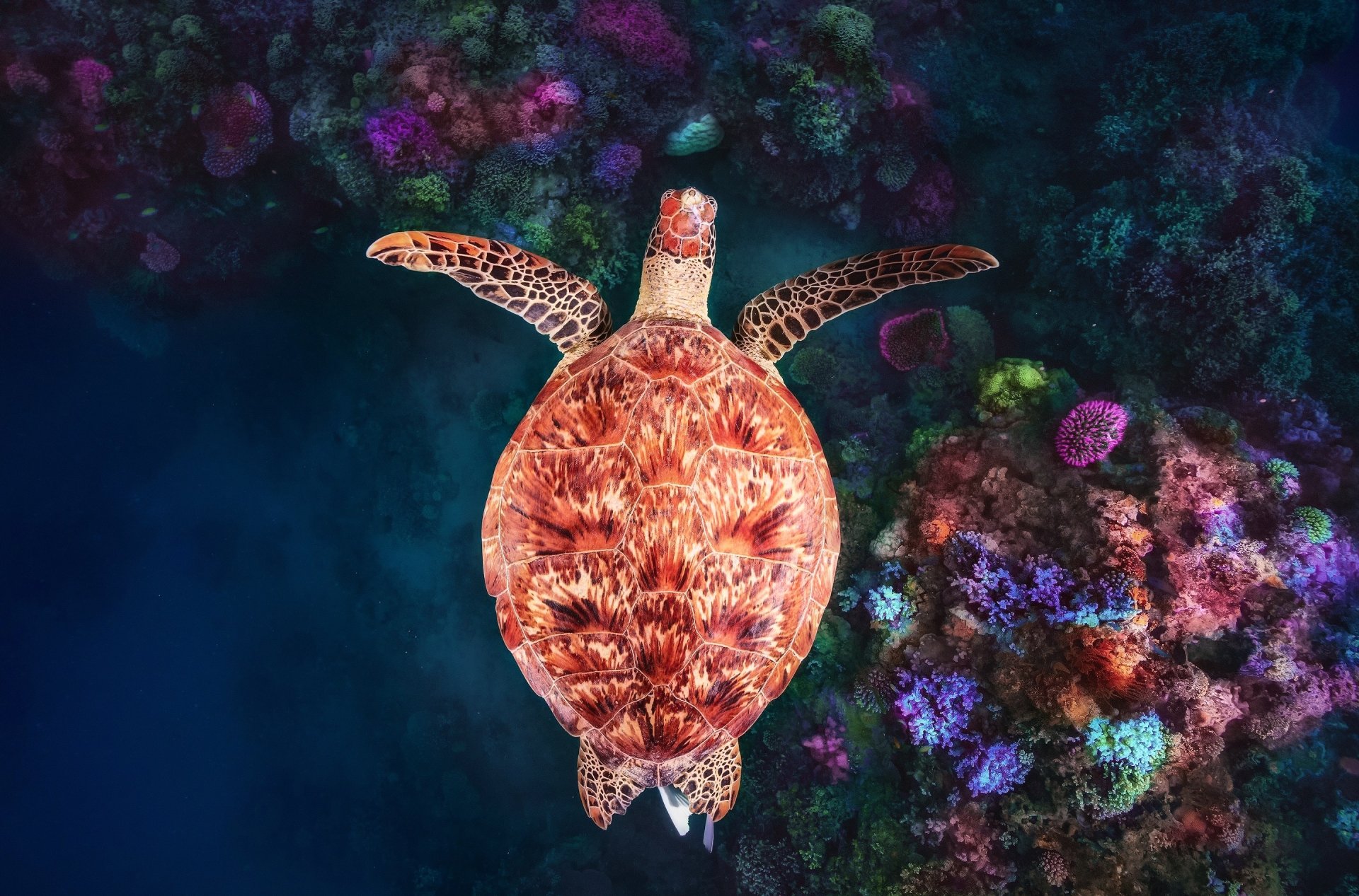 Download Coral Underwater Animal Turtle HD Wallpaper by Jeffrey Read