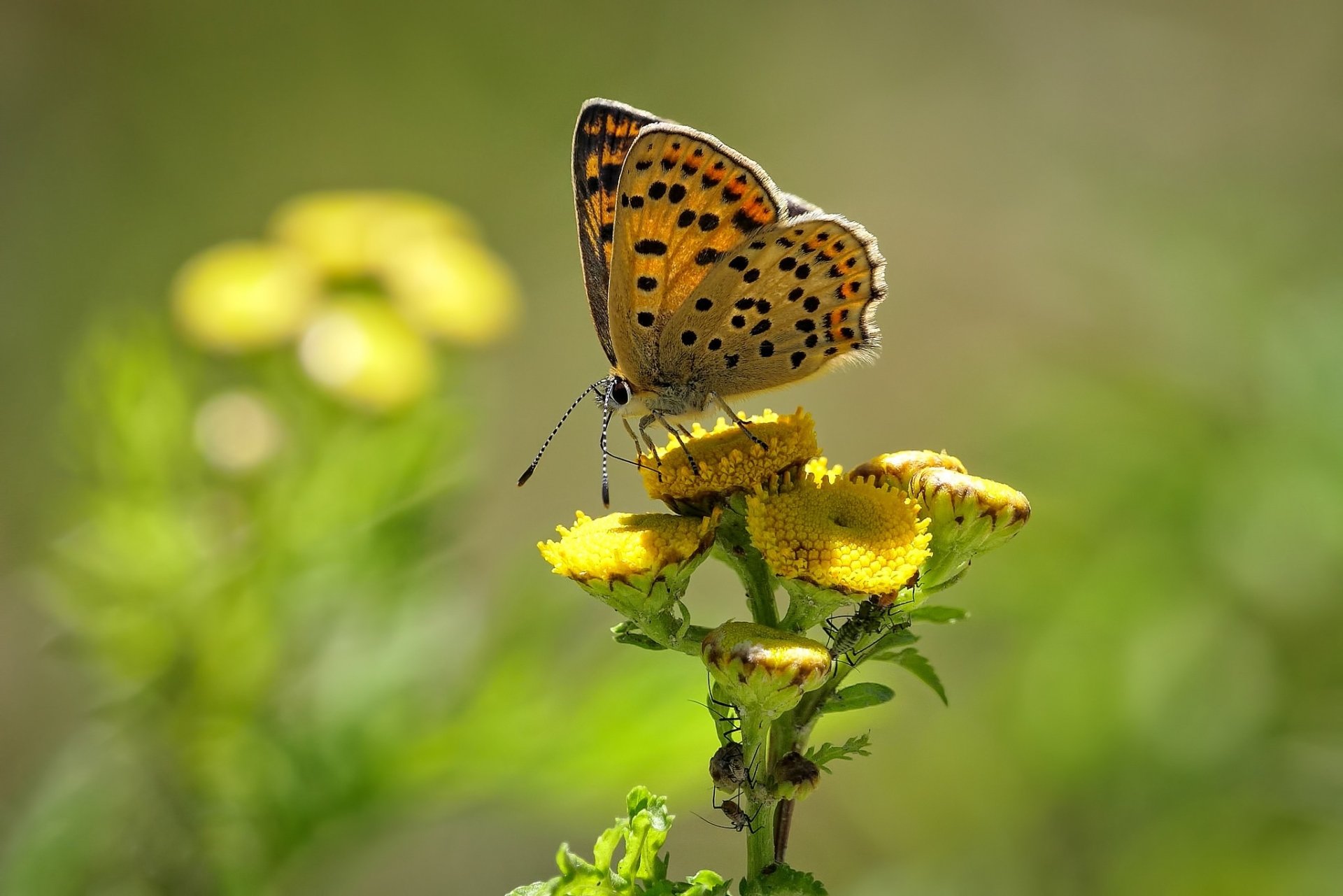 Animal Butterfly HD Wallpaper