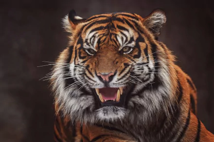 roar Animal tiger HD Desktop Wallpaper | Background Image