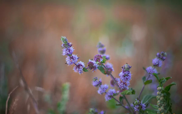 Close-up of a delicate purple flowering plant in a natural setting, captured in 4K Ultra HD quality for a vibrant PC desktop wallpaper background.