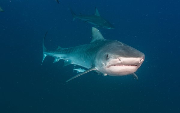 Animal Shark Sharks Underwater Fish HD Wallpaper | Background Image