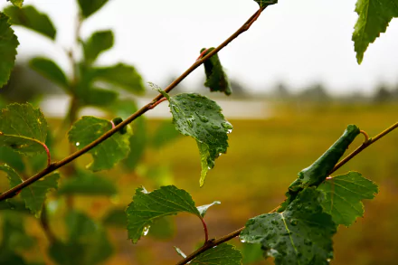 Close-up of green leaves with water droplets, showcasing depth of field and vibrant natural colors in a 4K Ultra HD nature wallpaper background.