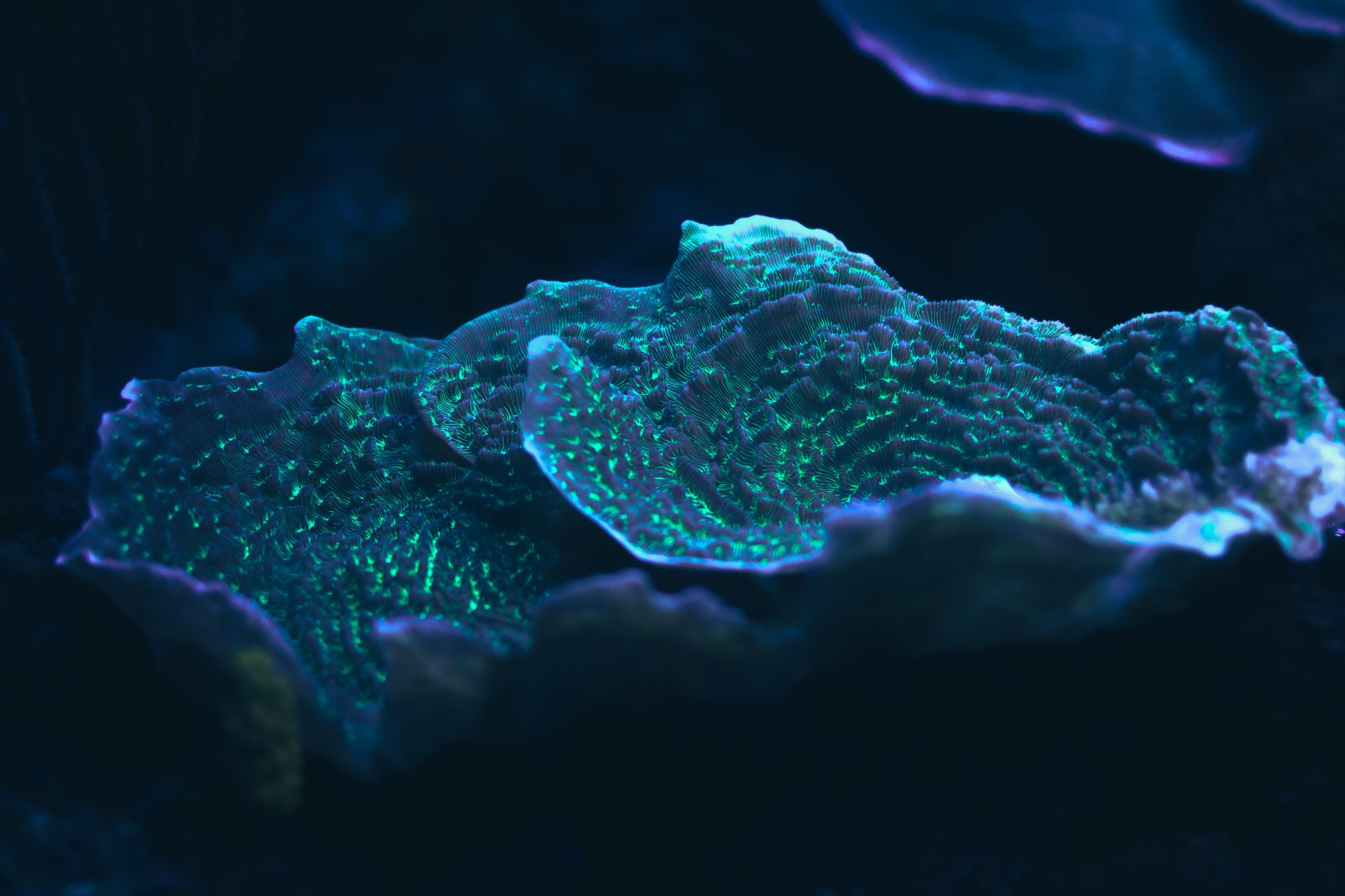 Close-up of glowing coral underwater, captured in stunning detail as a 4K Ultra HD PC desktop wallpaper and background.